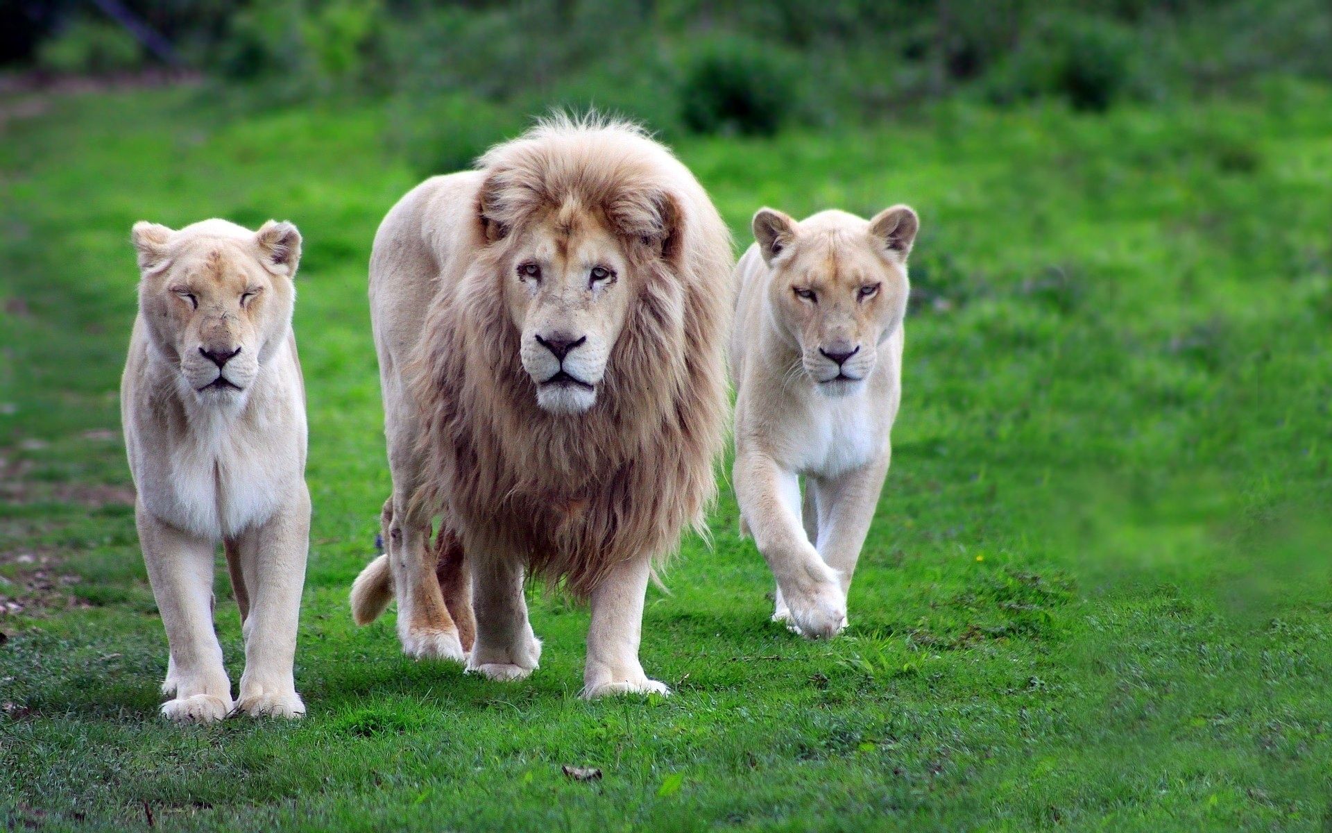 Fonds d'cran Animaux Flins - Lions 