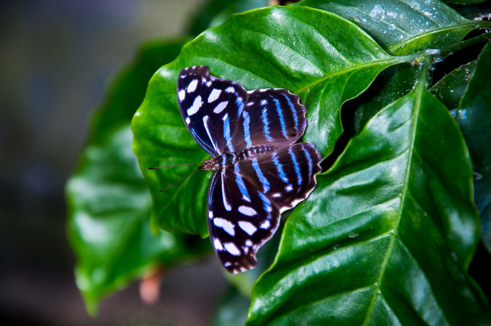 Wallpapers Animals Insects - Butterflies 