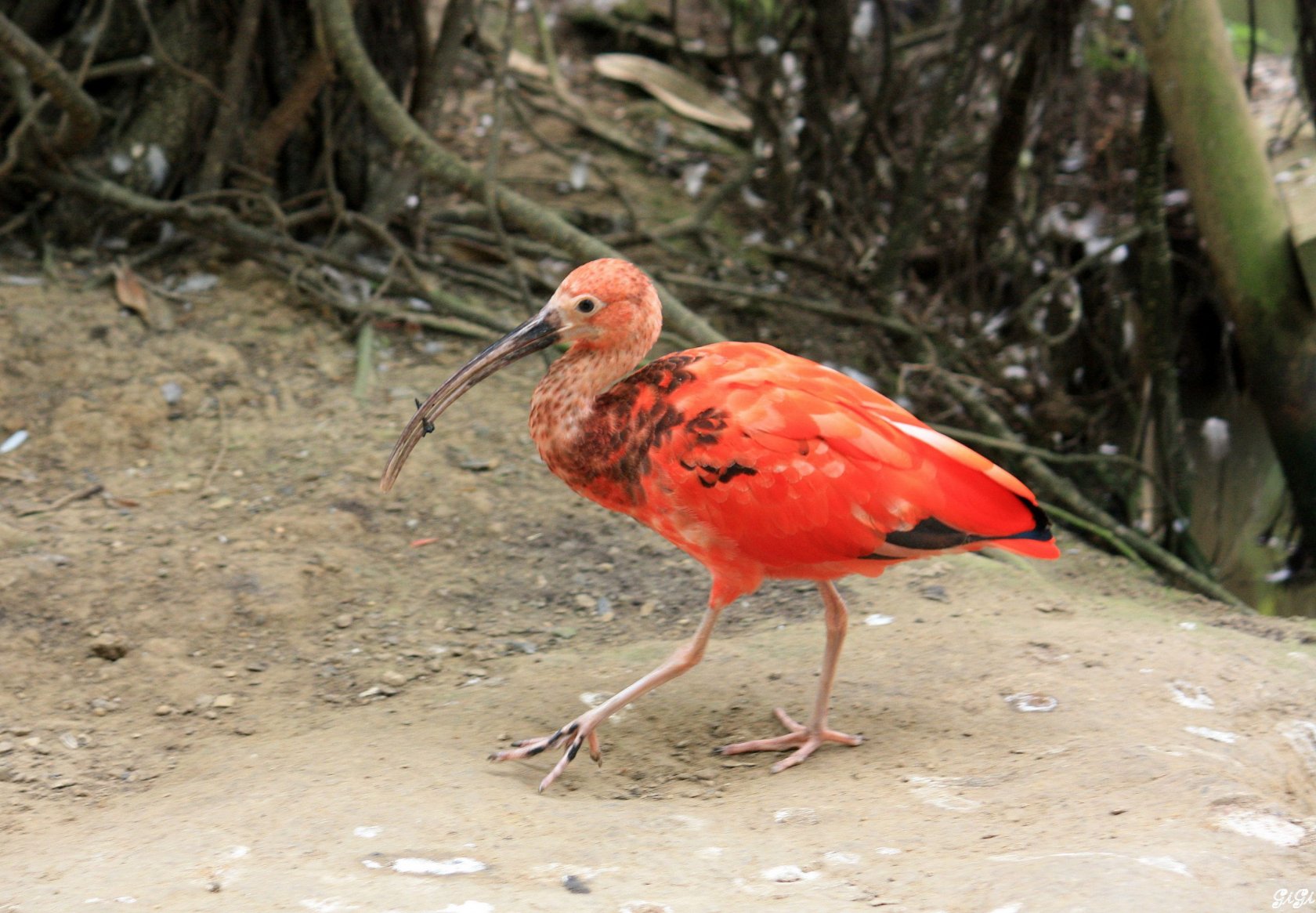 Fonds d'cran Animaux Oiseaux - Ibis L'ibis et sa proie