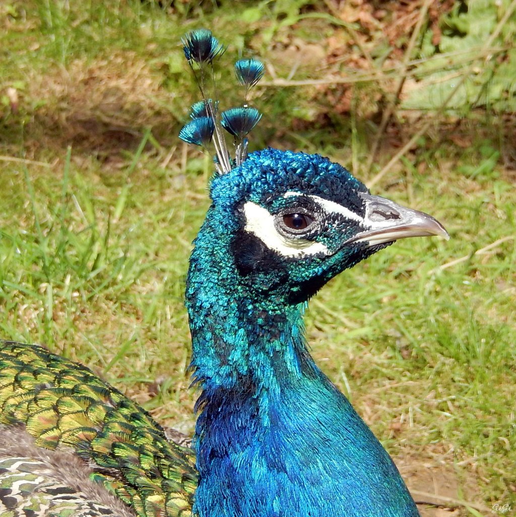 Fonds d'cran Animaux Oiseaux - Paons Fier, je suis ....