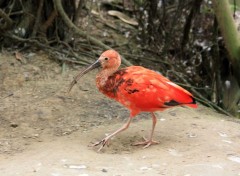  Animals L'ibis et sa proie