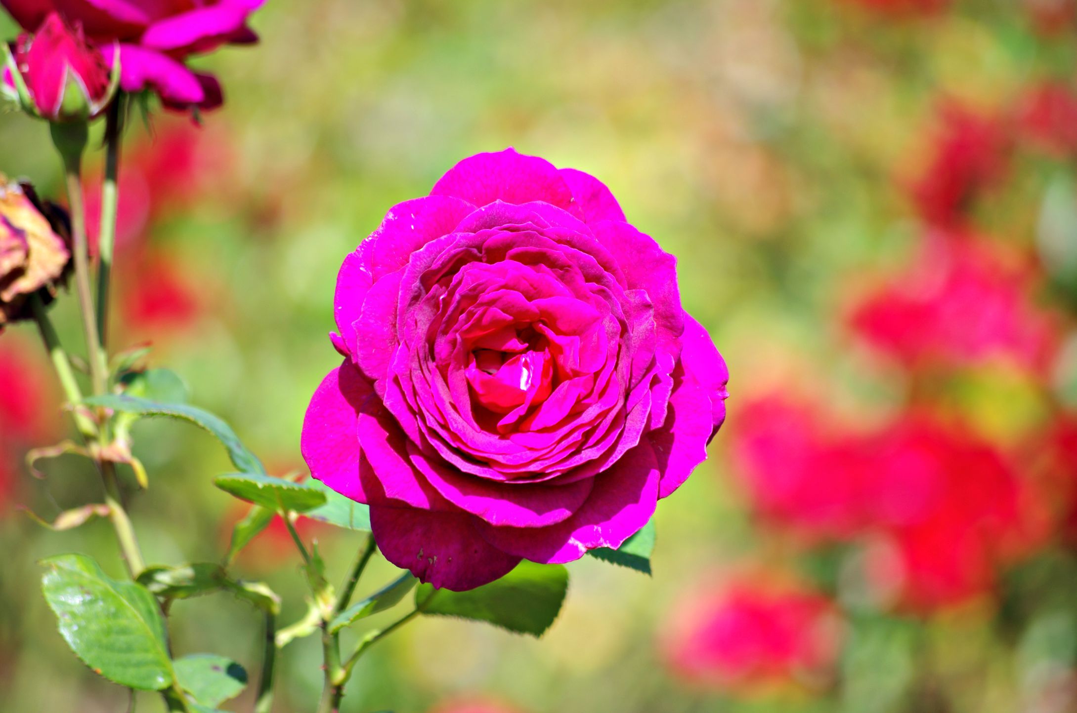 Fonds d'cran Nature Fleurs Roses