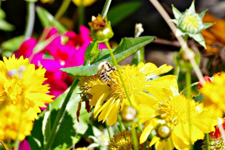 Fonds d'cran Animaux Insectes - Abeilles Gupes ... abeille qui butine