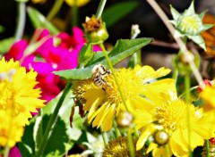  Animaux abeille qui butine