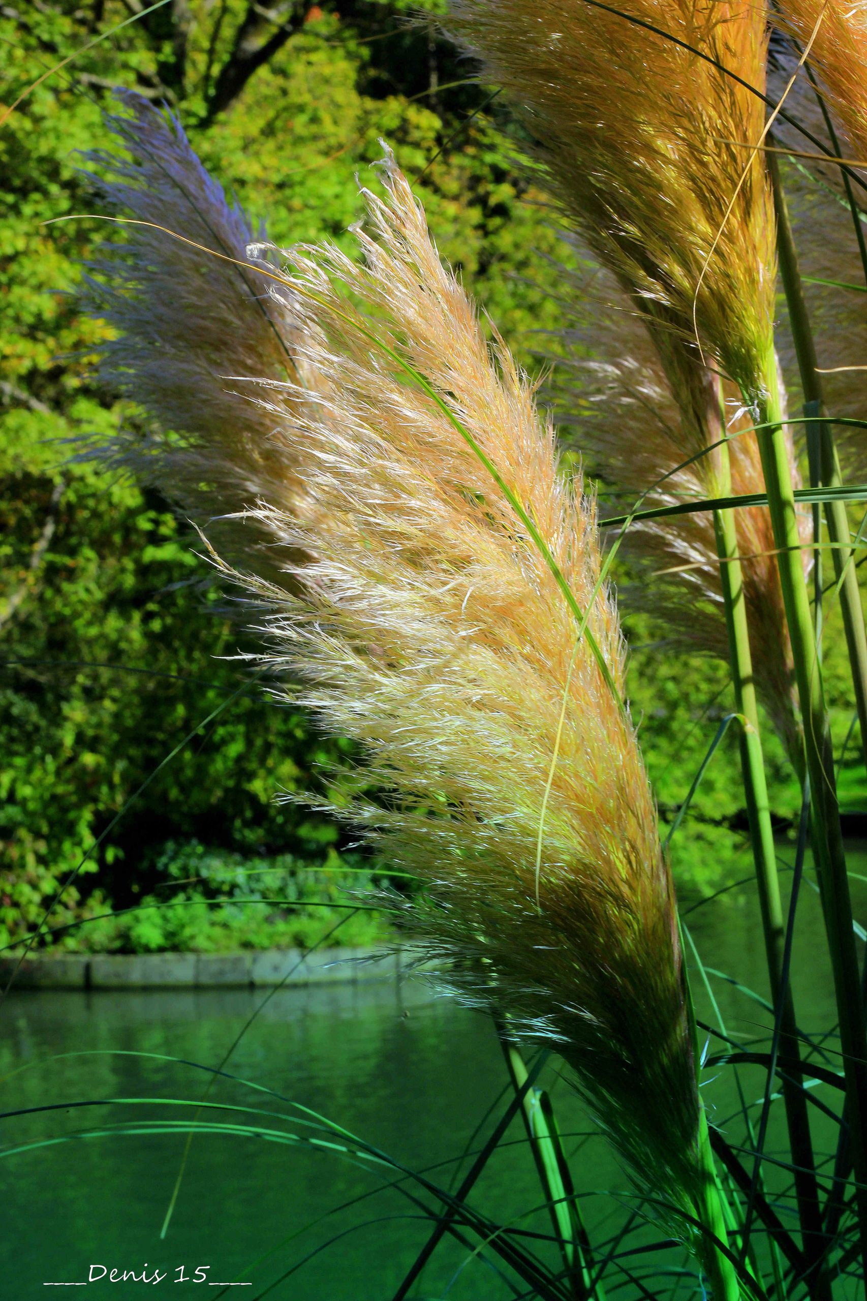 Fonds d'cran Nature Feuilles - Feuillages PARC BARBIEUX