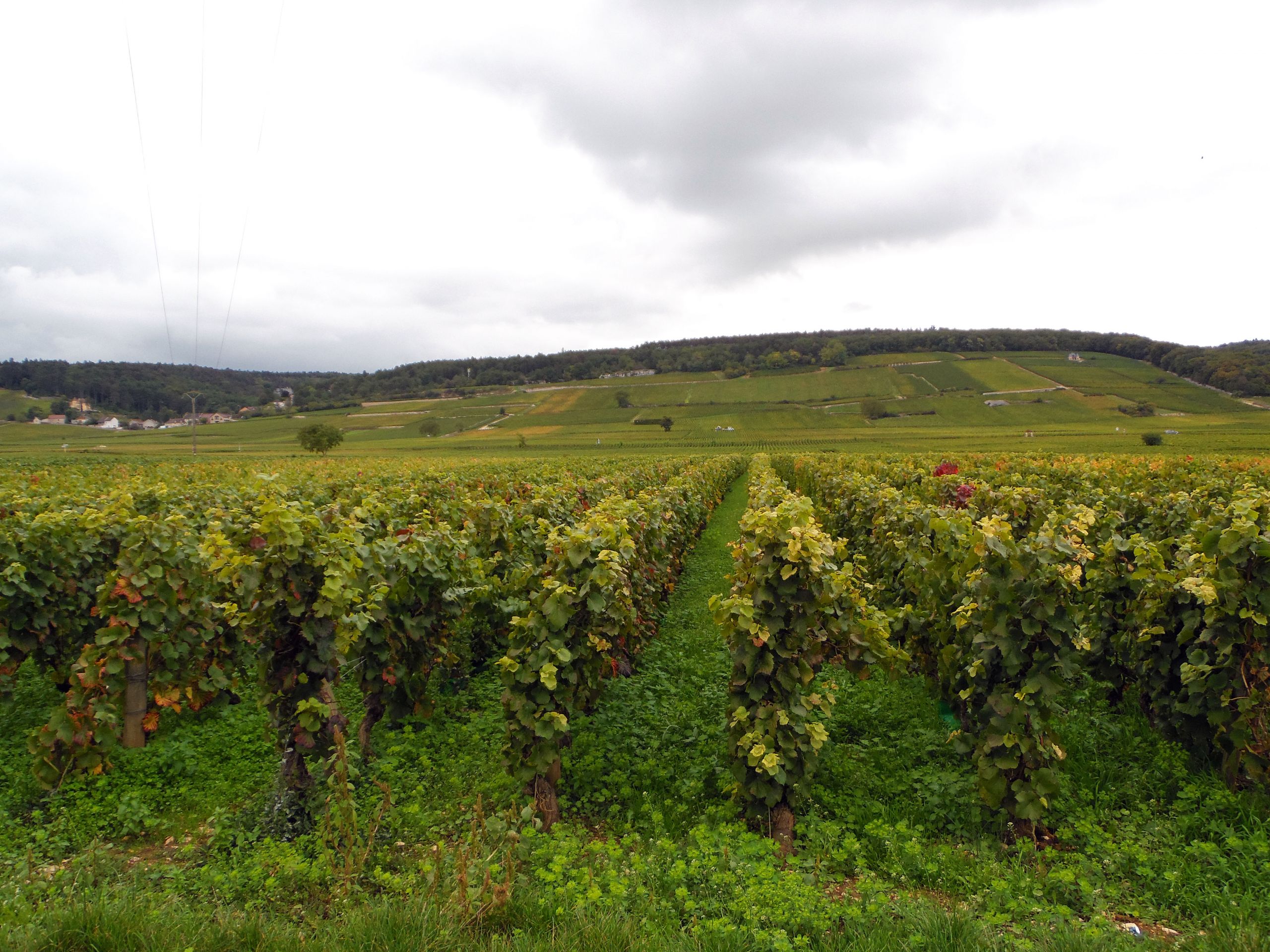 Wallpapers Nature Vines Vignoble bourguignon