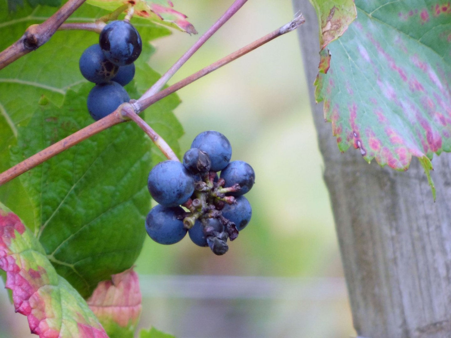 Wallpapers Nature Fruits Grume de raisins