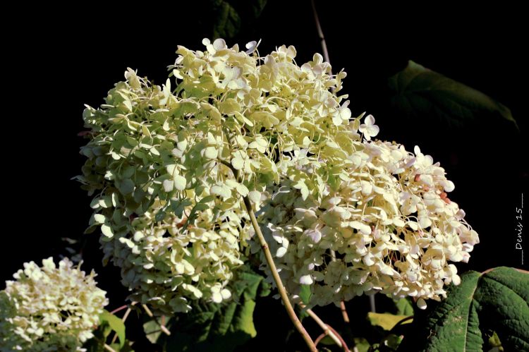 Fonds d'cran Nature Fleurs PARC BARBIEUX