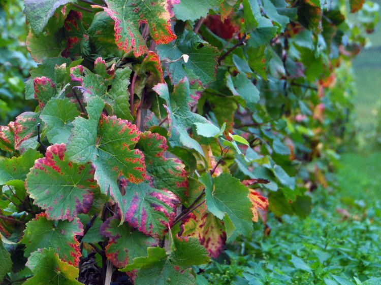 Fonds d'cran Nature Vignes - Vignobles Vigne bourguignonne en automne