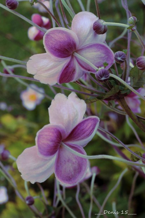 Fonds d'cran Nature Fleurs PARC BARBIEUX