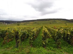  Nature Vignoble bourguignon