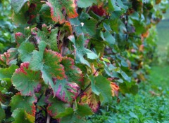  Nature Vigne bourguignonne en automne