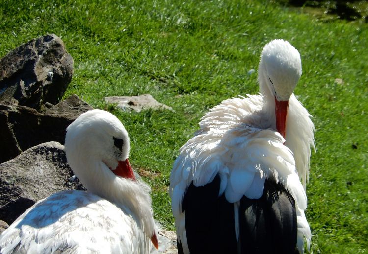 Fonds d'cran Animaux Oiseaux - Cigognes Bain public !!!!