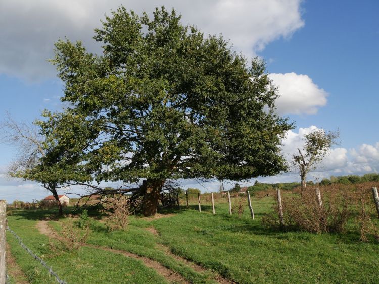 Fonds d'cran Nature Arbres - Forts Arbre, Dordogne