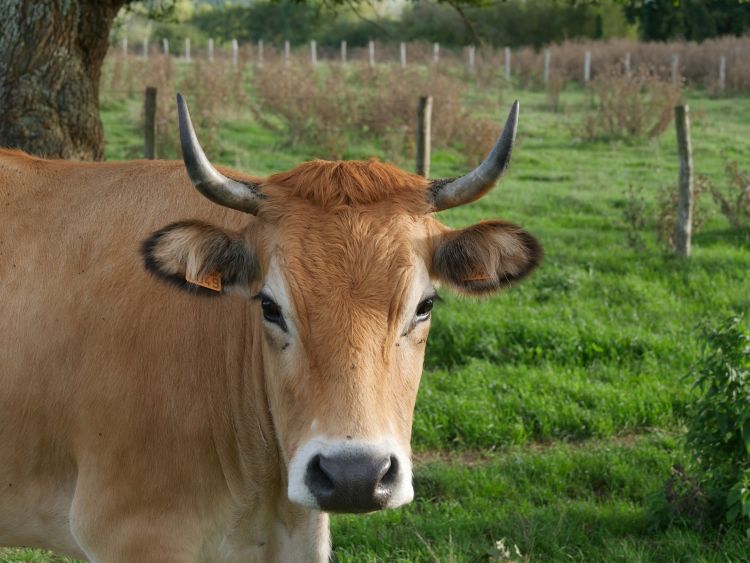 Fonds d'cran Animaux Vaches - Taureaux - Boeufs Vache Aubrac, Saint-Mdard de Mussidan, Dordogne