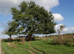  Nature Arbre, Dordogne