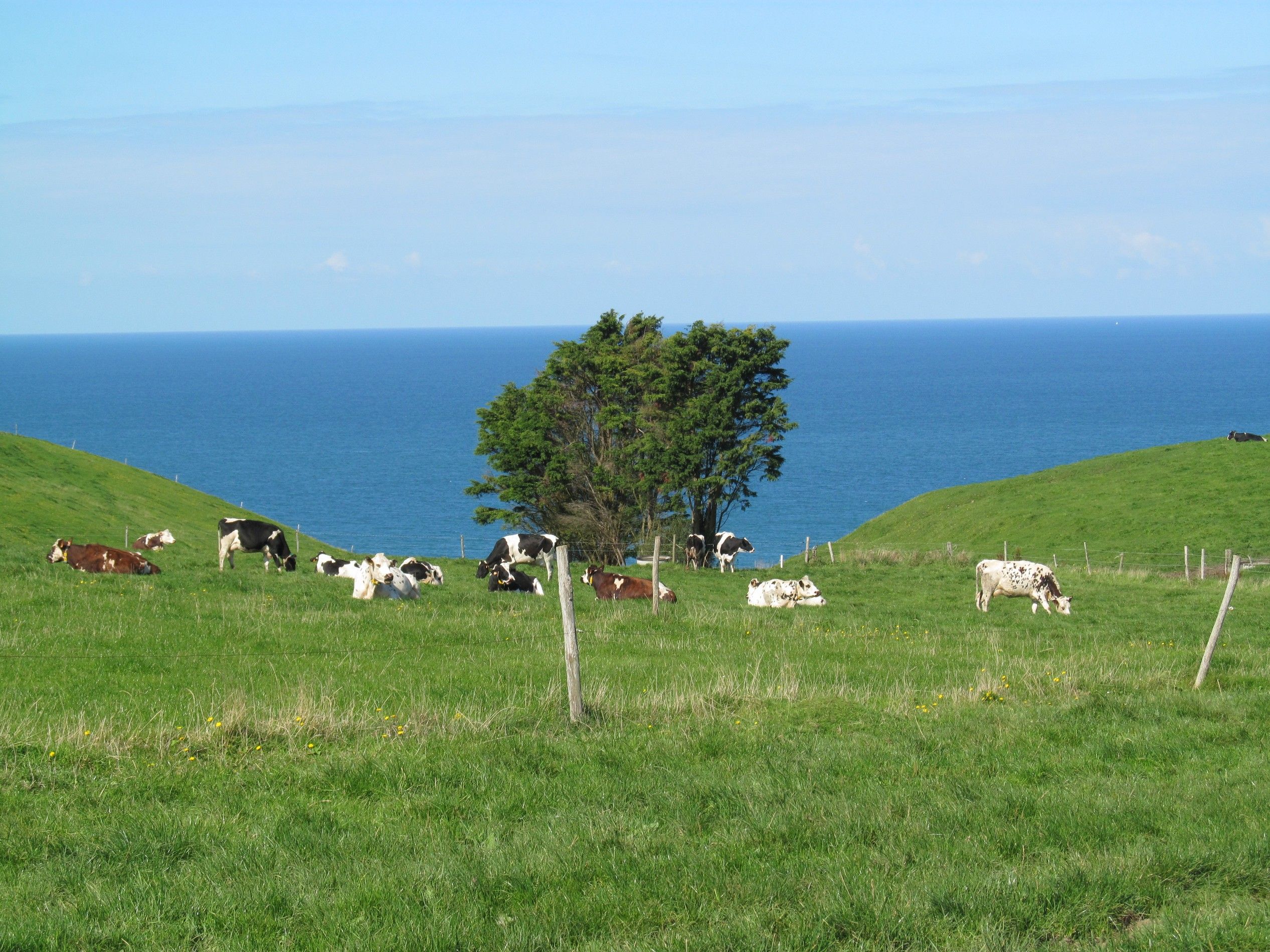 Fonds d'cran Nature Champs - Prairies Sentier entre Vattetot / mer & Etretat