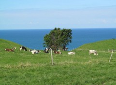  Nature Sentier entre Vattetot / mer & Etretat