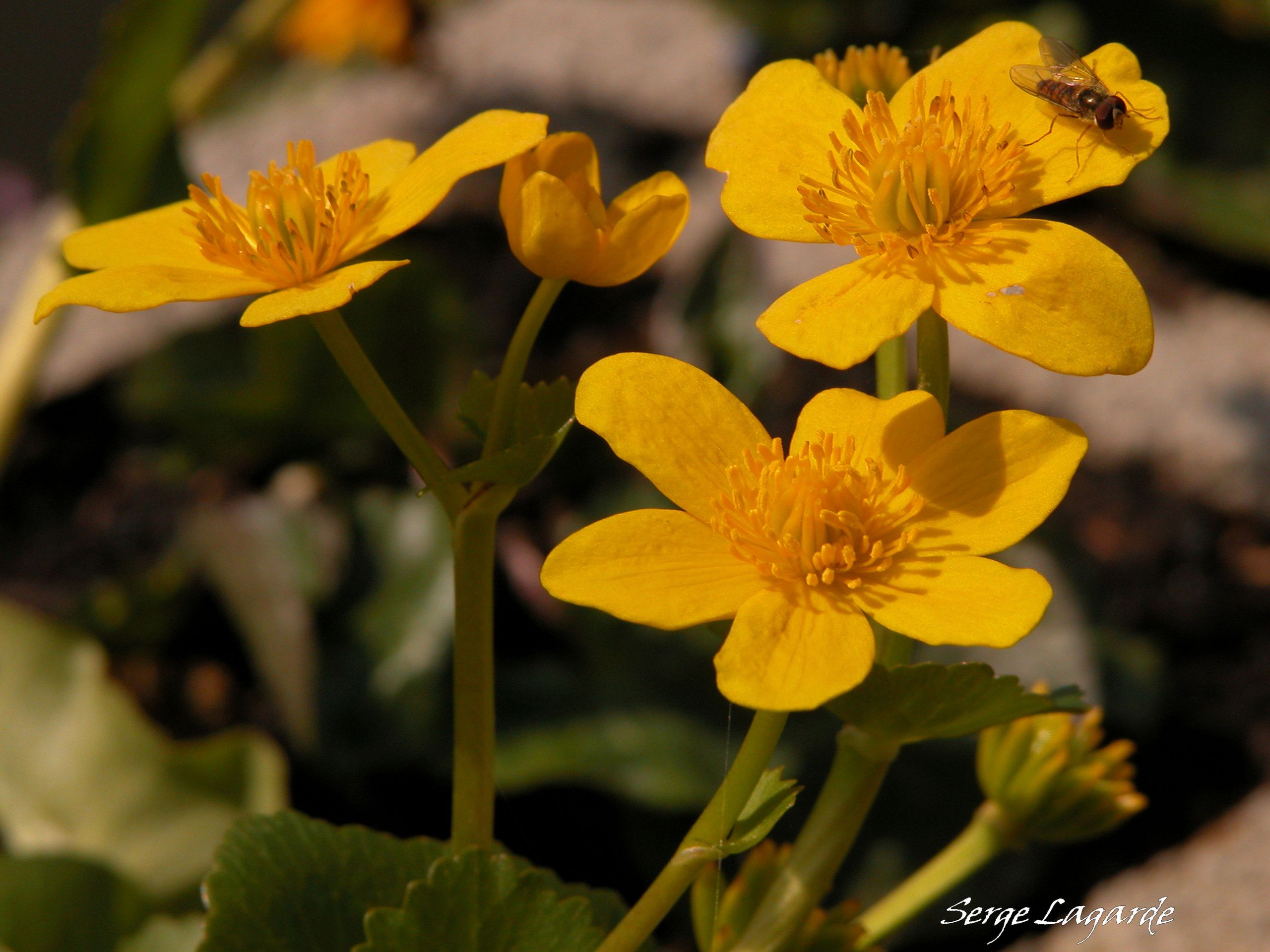 Wallpapers Nature Flowers 