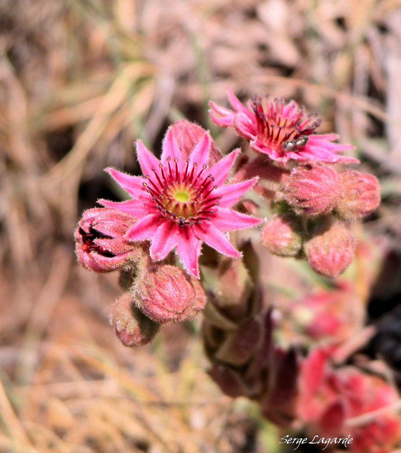 Wallpapers Nature Flowers 