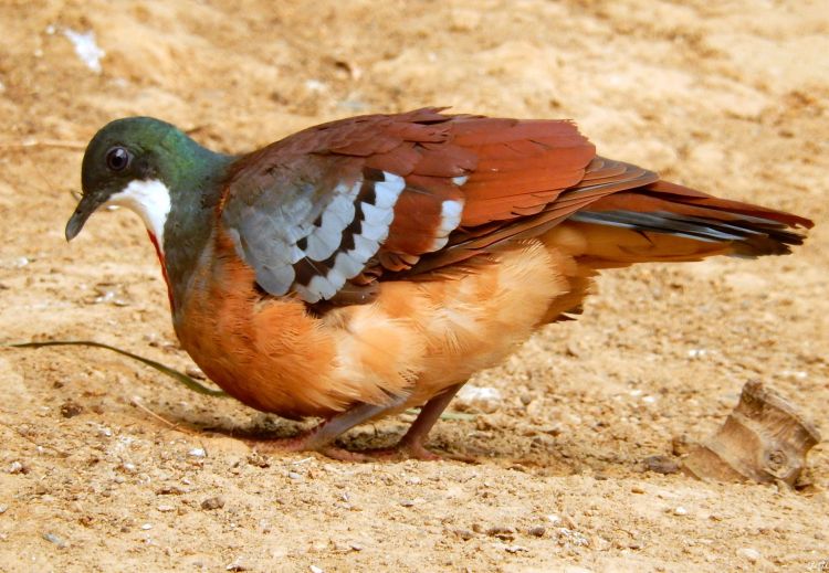 Fonds d'cran Animaux Oiseaux - Divers Couleurs...