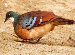  Animaux Couleurs...