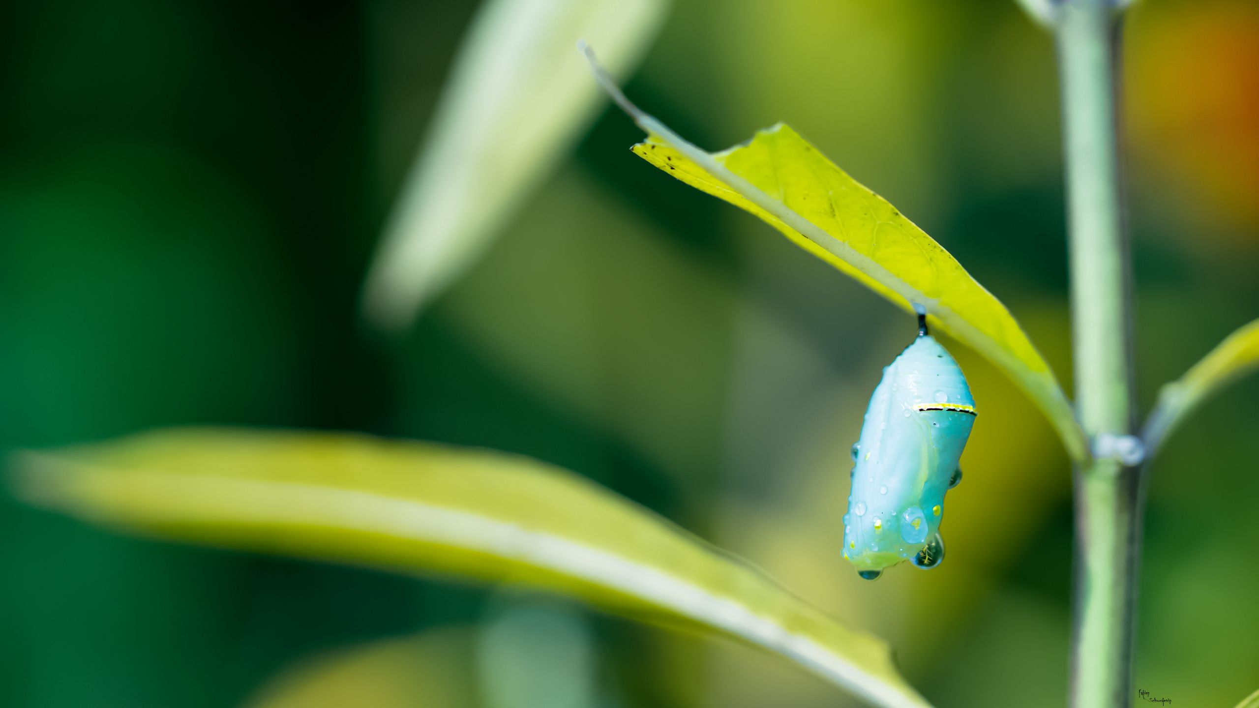 Wallpapers Animals Insects - Butterflies cocon papillons