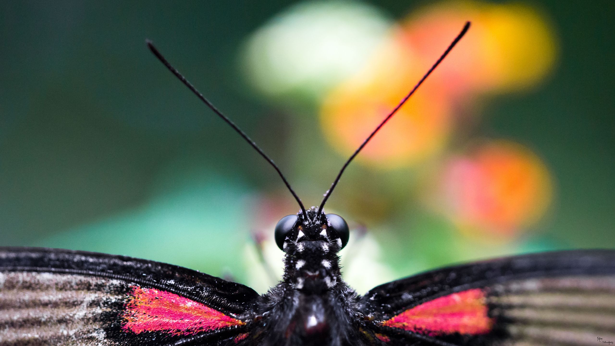 Fonds d'cran Animaux Insectes - Papillons papillons