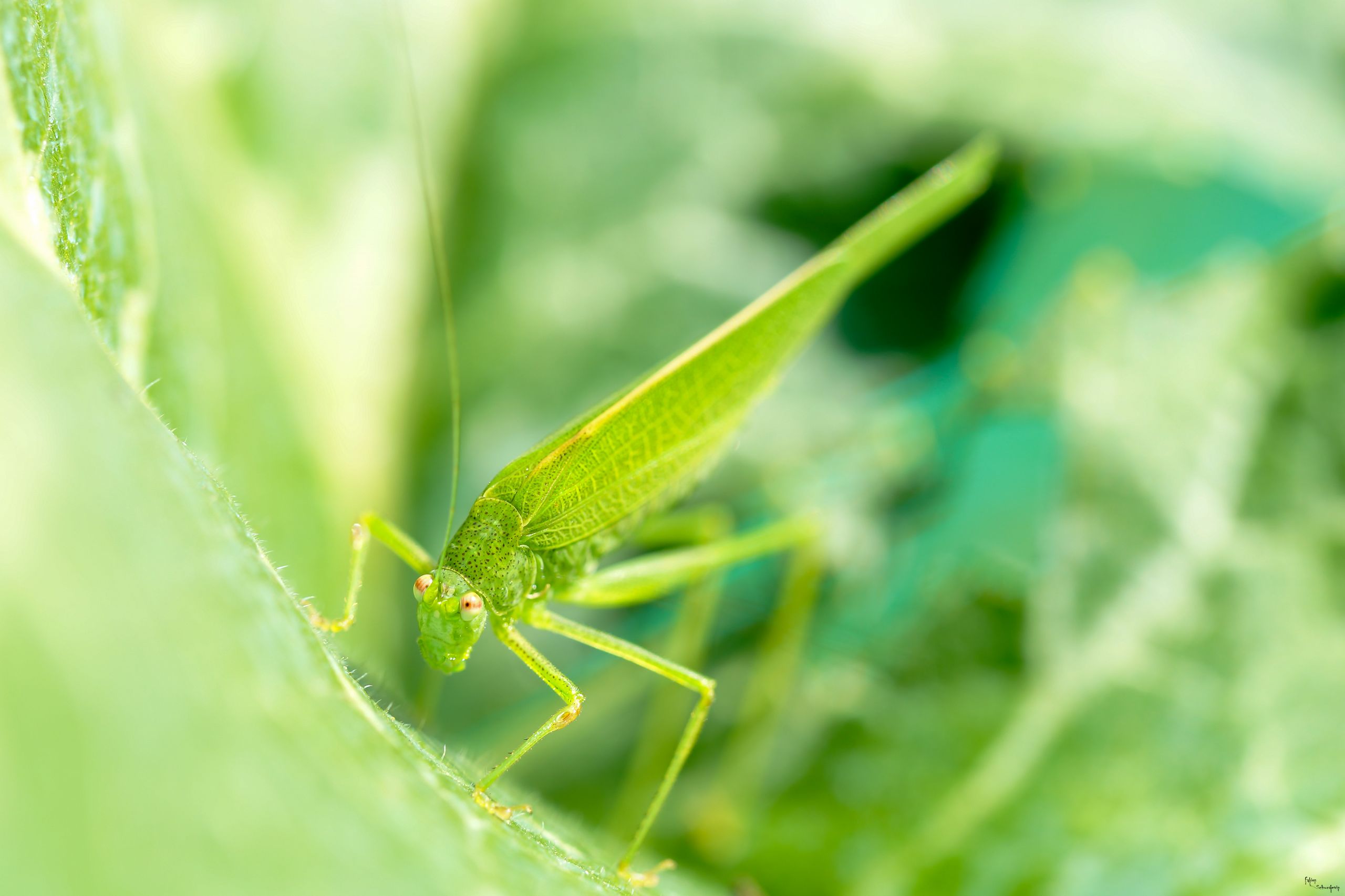 Fonds d'cran Animaux Insectes - Sauterelles et Criquets vertefeuille