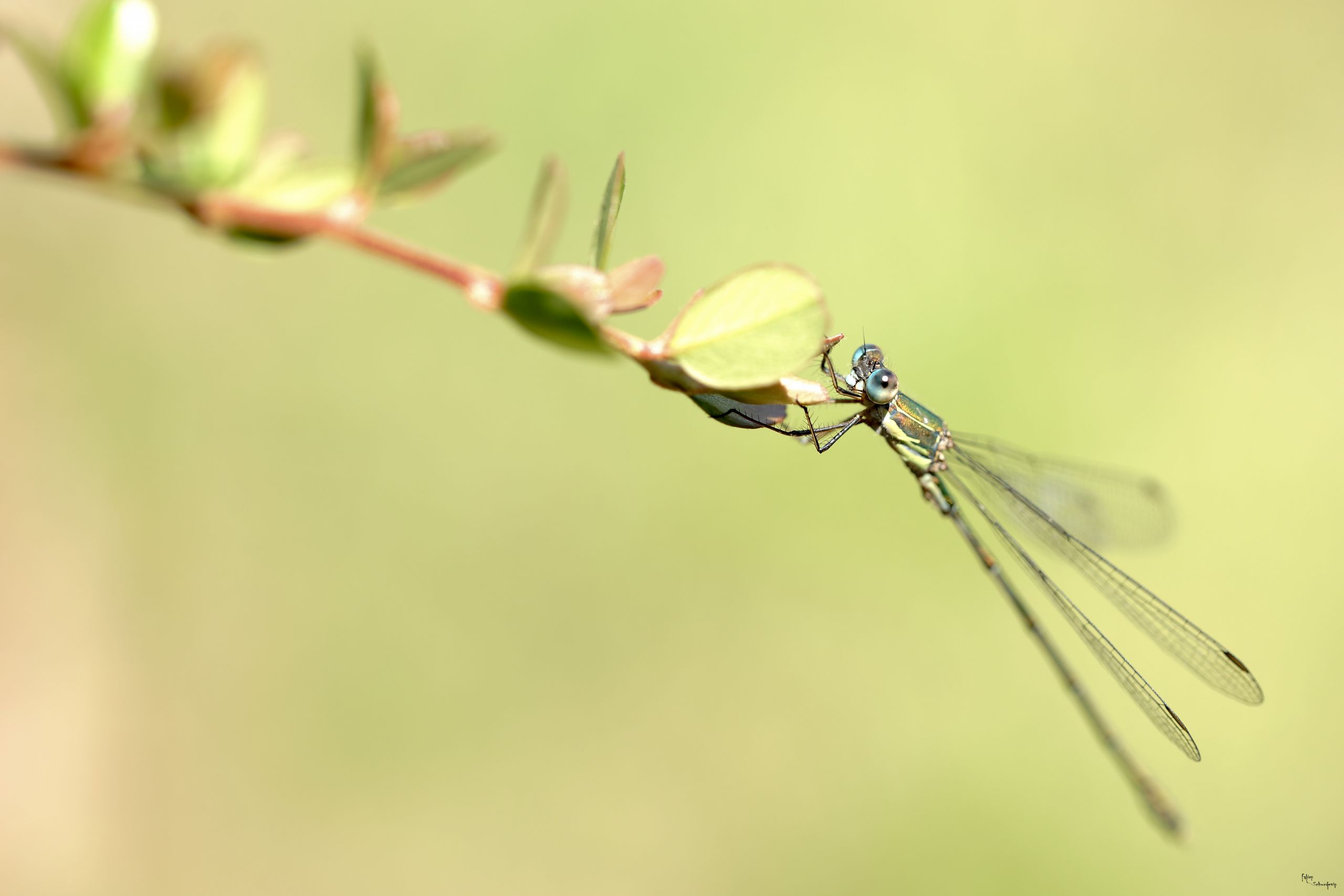 Fonds d'cran Animaux Insectes - Libellules 