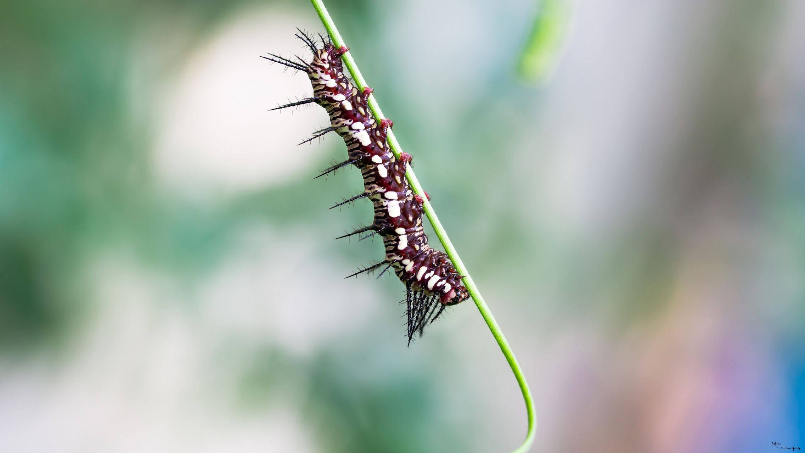 Wallpapers Animals Insects - Caterpillars chenilles rouge a piquant