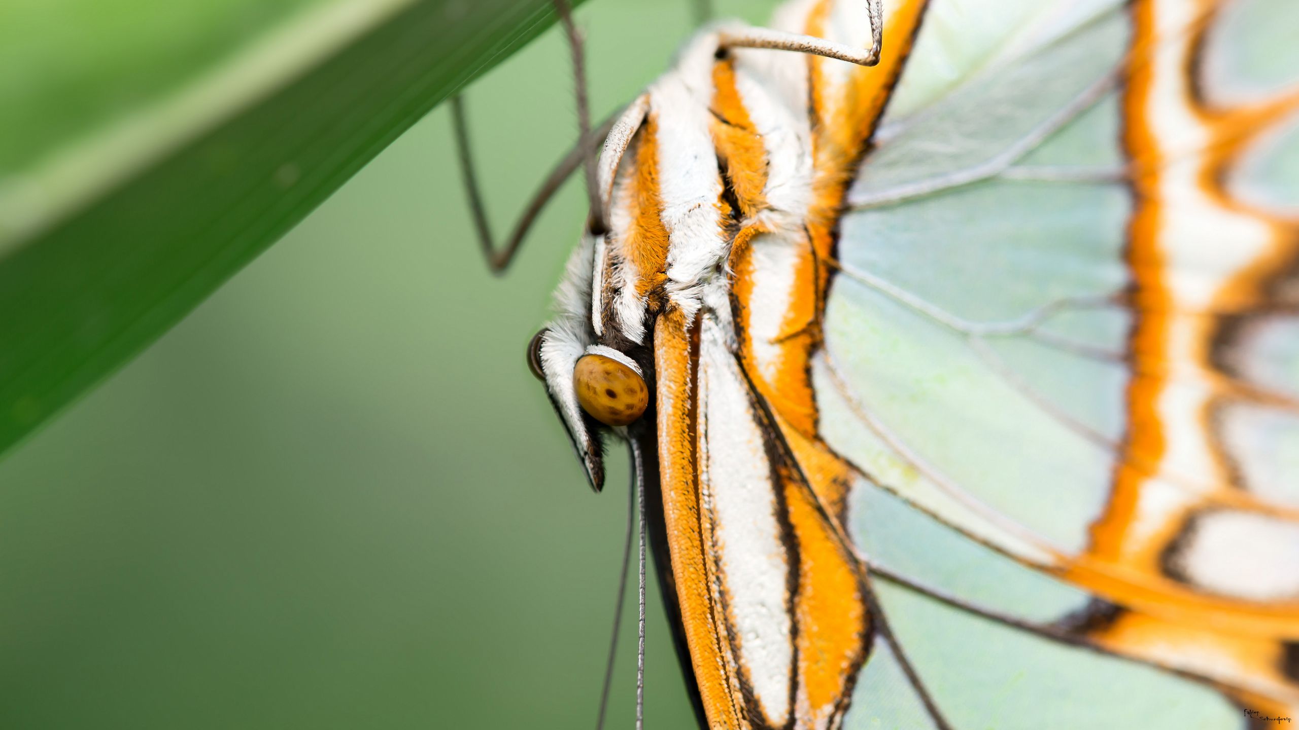 Fonds d'cran Animaux Insectes - Papillons papillons