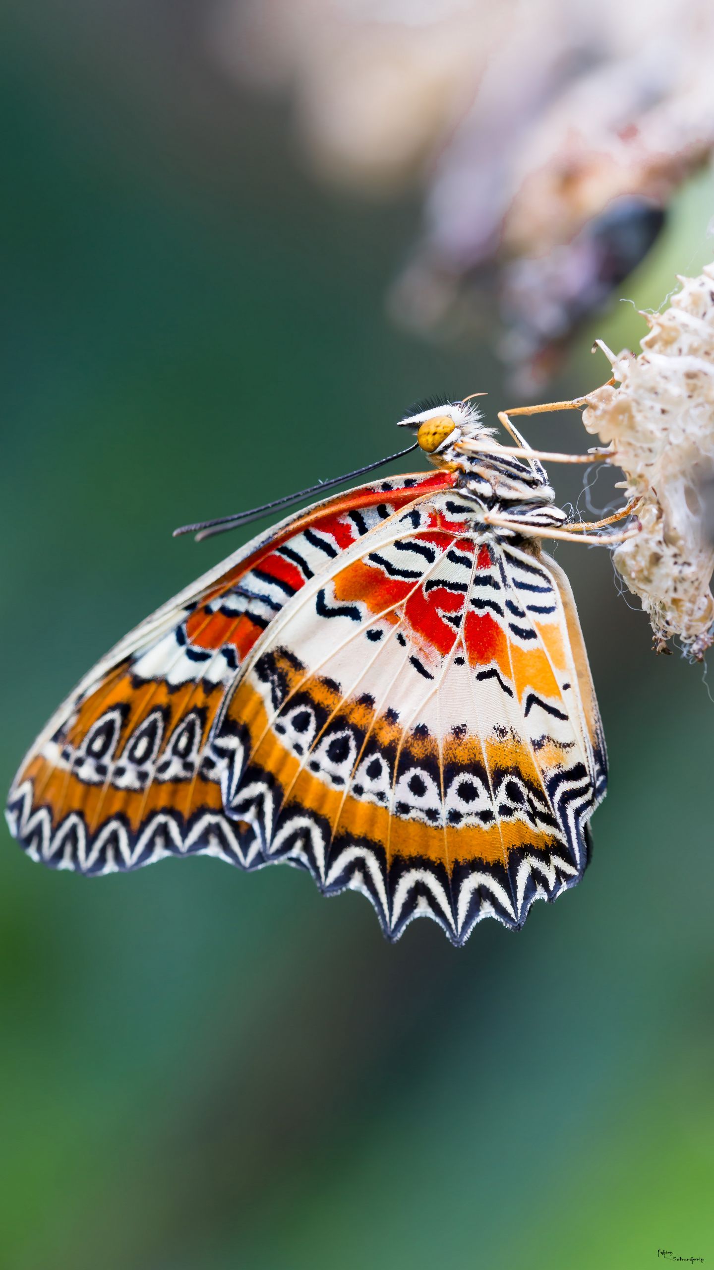 Fonds d'cran Animaux Insectes - Papillons papillons