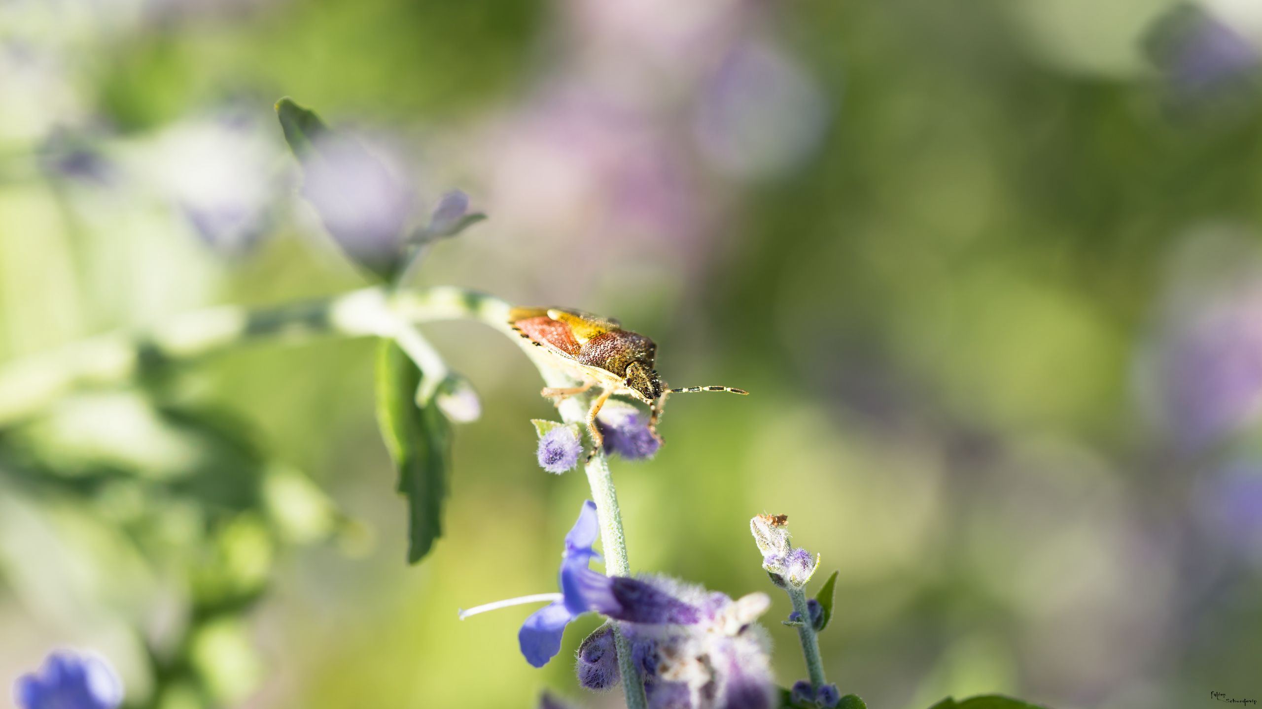 Fonds d'cran Animaux Insectes - Punaises punaise