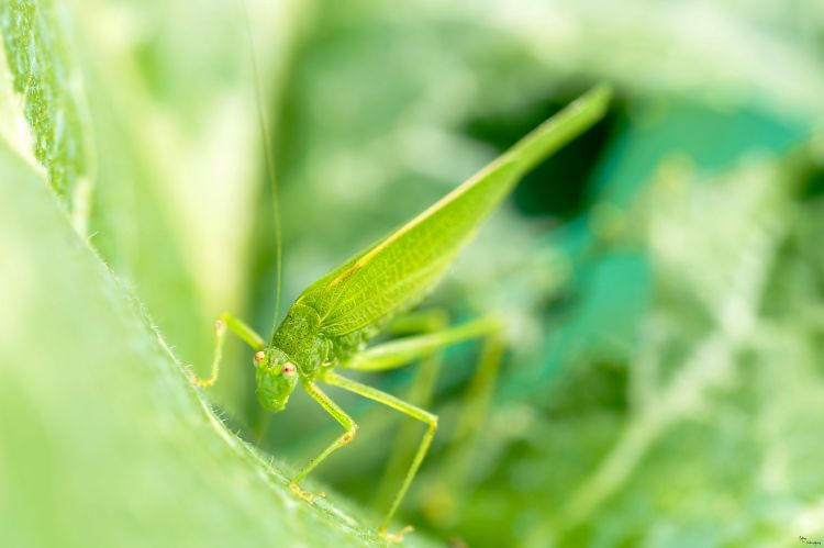 Wallpapers Animals Insects - Grasshoppers and Locusts vertefeuille