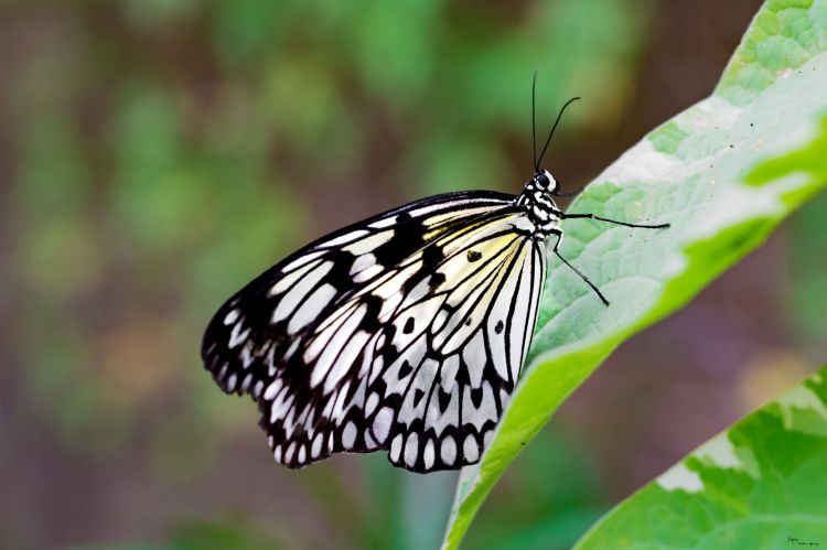 Fonds d'cran Animaux Insectes - Papillons papillons