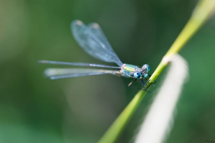 Fonds d'cran Animaux Insectes - Libellules libellule