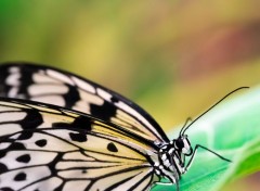  Animaux papillons