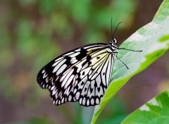  Animaux papillons