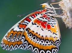  Animaux papillons