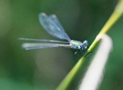  Animaux libellule