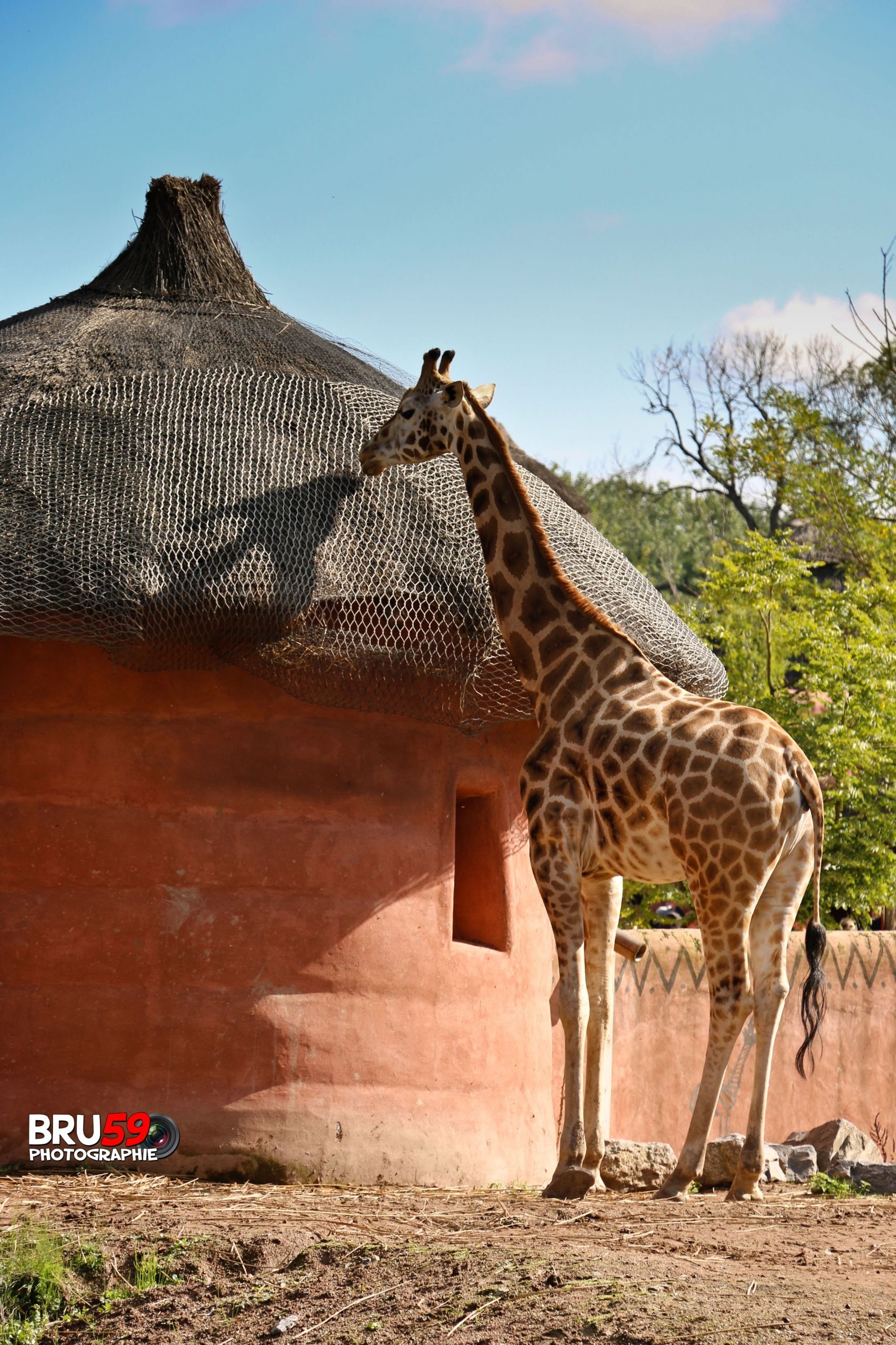 Fonds d'cran Animaux Girafes Pairi Daiza - Girafe