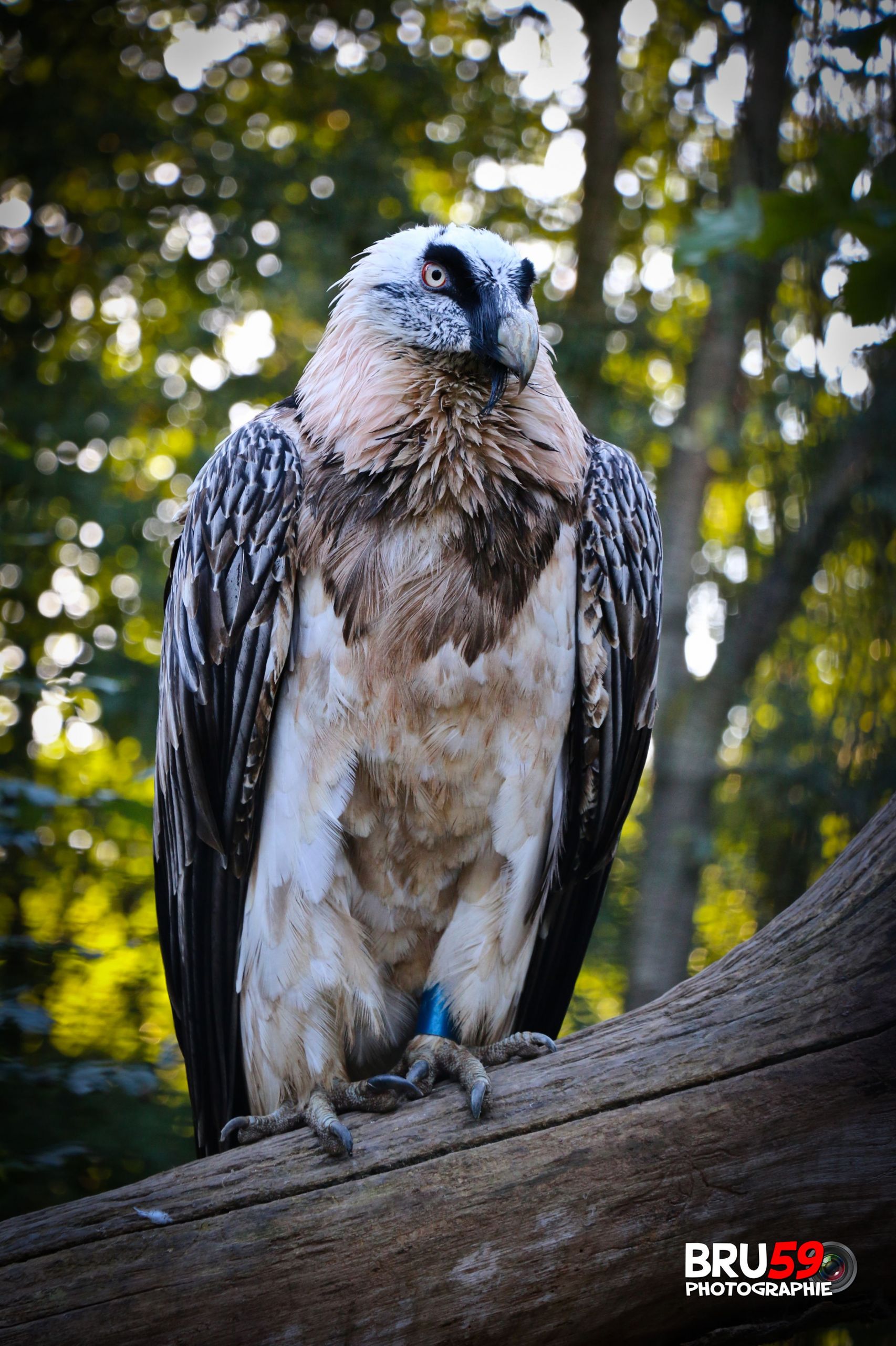 Wallpapers Animals Birds - Raptors Pairi Daiza - Rapace