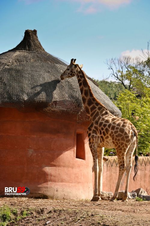 Fonds d'cran Animaux Girafes Pairi Daiza - Girafe