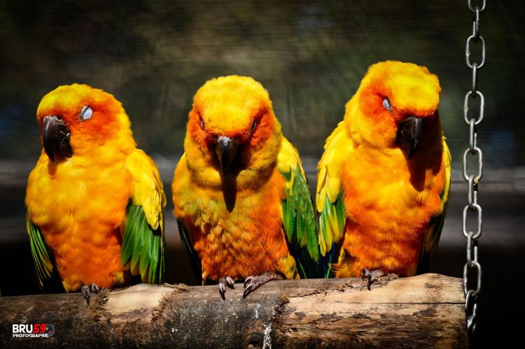 Wallpapers Animals Birds - Parrots Pairi Daiza - Inséparables