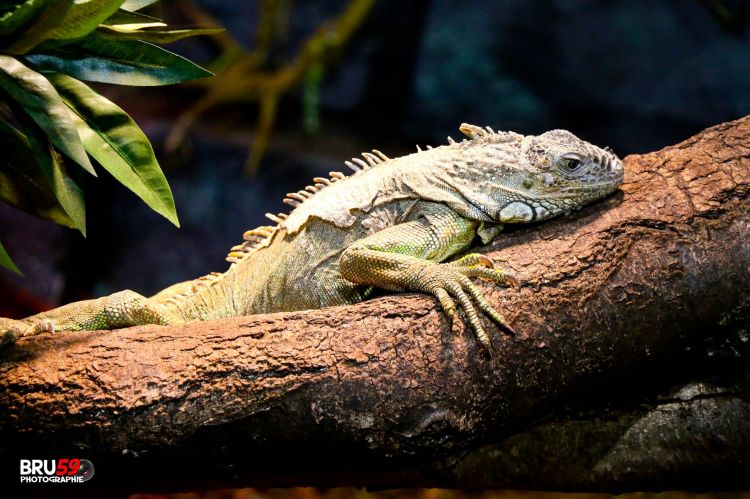 Wallpapers Animals Reptils - Misc Pairi Daiza - Reptile