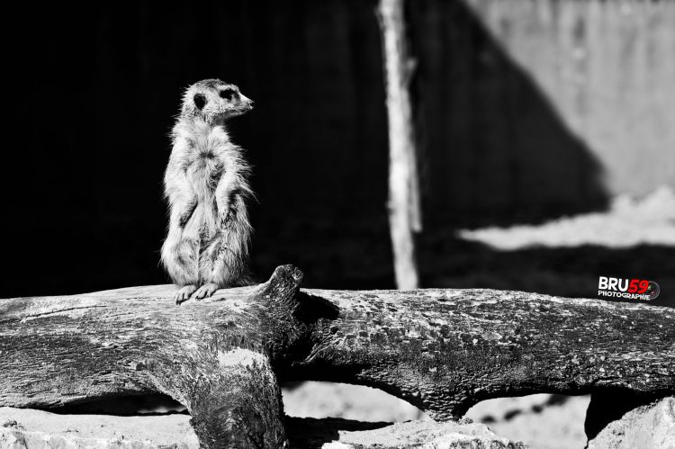 Fonds d'cran Animaux Suricates Pairi Daiza - Suricate