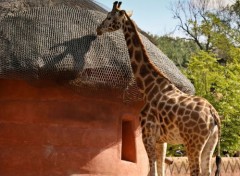  Animaux Pairi Daiza - Girafe