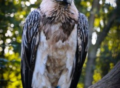  Animals Pairi Daiza - Rapace