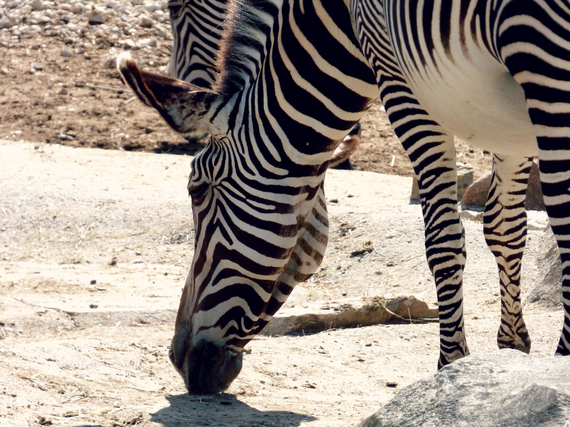 Fonds d'cran Animaux Zbres De jolies rayures